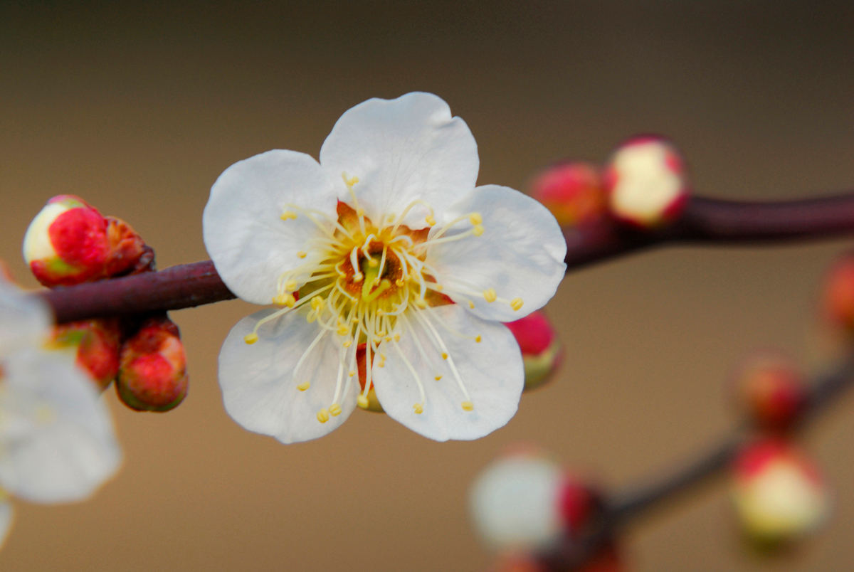 それもバラ科 リンゴに桜に桃に梅 意外と種類豊富なバラ科の植物たち どこでもサイエンス 94 マイナビニュース