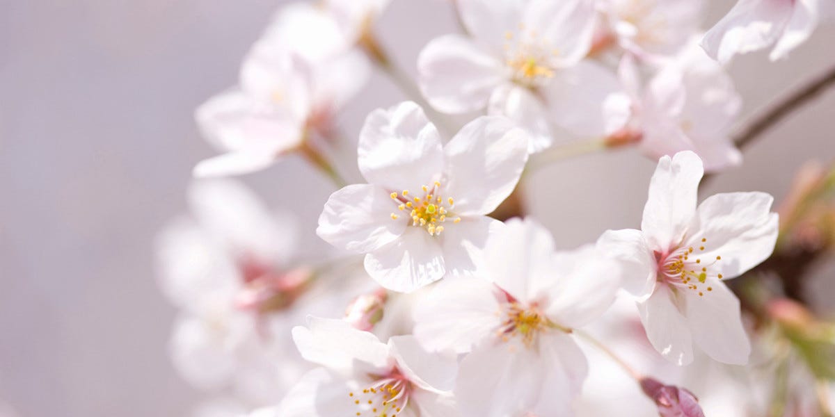 それもバラ科 リンゴに桜に桃に梅 意外と種類豊富なバラ科の植物たち どこでもサイエンス 94 マイナビニュース