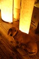 江戸テクでござる - 毎日使える和の知恵 第7回 自宅でカンタン癒しの空間を--和紙照明の作り方・楽しみ方