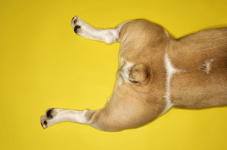 知っているとちょっとカッコいい英語の小ネタ 第91回 「しっぽが2つある犬」とは?
