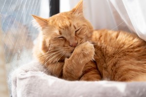ど～れだ! 1分でデキる英語3択クイズ 第12回 『のんびり過ごす』のスラング表現を知ってる? - "relax"は使わない!