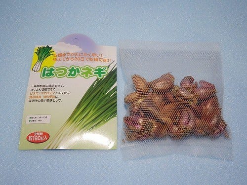 放置 菜園で手間ナシ 美味しい野菜づくり入門 10 春植え球根にチャレンジする マイナビニュース