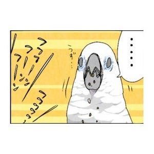 漫画「いたずらオウムの生活雑記」 第200回 結局つられた