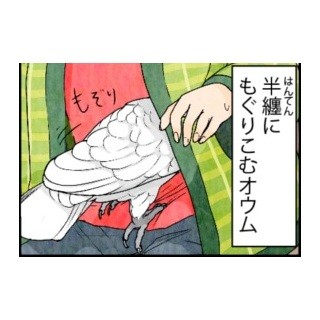 漫画「いたずらオウムの生活雑記」 第204回 冬のオウム