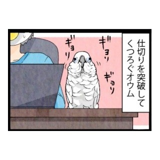 漫画「いたずらオウムの生活雑記」 第240回 仕切り、突破