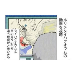 漫画「いたずらオウムの生活雑記」 第255回 目の色が異なる程度かと思ったら