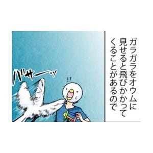 漫画「いたずらオウムの生活雑記」 第340回 姿が見えず