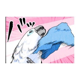 漫画「いたずらオウムの生活雑記」 第344回 布をはがせば……