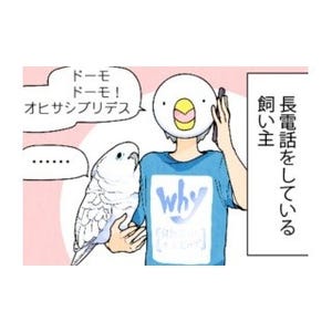 漫画「いたずらオウムの生活雑記」 第502回 ガブゥゥゥゥ!!