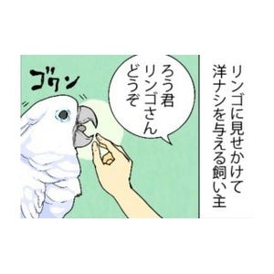 漫画「いたずらオウムの生活雑記」 第570回 リンゴじゃない……!?