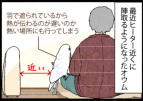快適なオウムのジレンマ