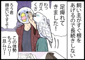 快適なオウムのジレンマ