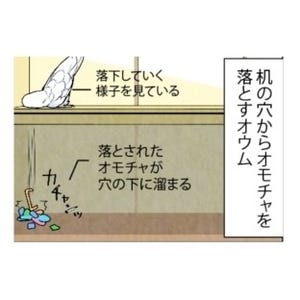 漫画「いたずらオウムの生活雑記」 第642回 机の穴の中