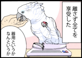 いたずらオウムの生活雑記　漫画