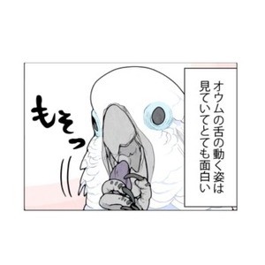 漫画「いたずらオウムの生活雑記」 第652回 シャッターチャンス