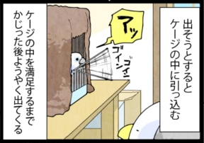 いたずらオウムの生活雑記　漫画