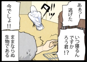 いたずらオウムの生活雑記　漫画