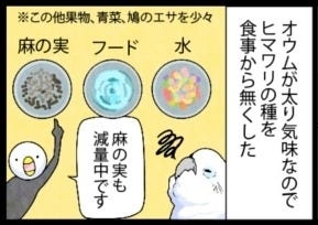 漫画 いたずらオウムの生活雑記 697 太り気味なので マイナビニュース