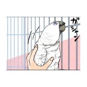 漫画「いたずらオウムの生活雑記」 第70回 撫でないと帰らない!