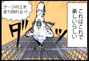いたずらオウムの生活雑記　漫画