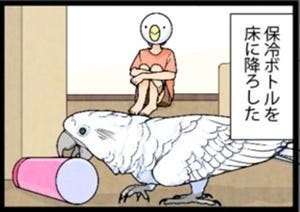 漫画「いたずらオウムの生活雑記」 第710回 転がしの罠
