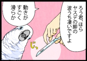 いたずらオウムの生活雑記　漫画