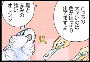 いたずらオウムの生活雑記　漫画