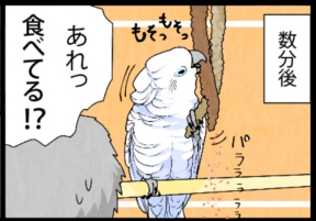 いたずらオウムの生活雑記　漫画