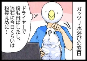 漫画 いたずらオウムの生活雑記 758 頭頂部から マイナビニュース