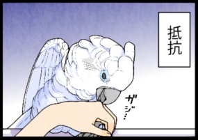 いたずらオウムの生活雑記　漫画