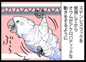 漫画「いたずらオウムの生活雑記」 第784回 オウムマン