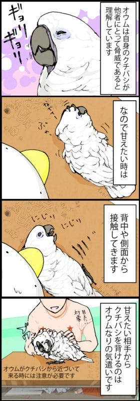 漫画 いたずらオウムの生活雑記 79 オウムの気遣い マイナビニュース