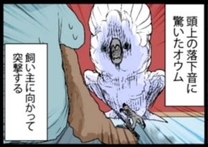 漫画「いたずらオウムの生活雑記」 第792回 噛みつかれる!?