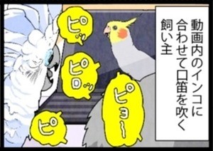 漫画「いたずらオウムの生活雑記」 第826回 口笛を吹く