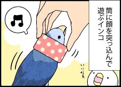 漫画 いたずらオウムの生活雑記 970 筒で遊ぶ マイナビニュース