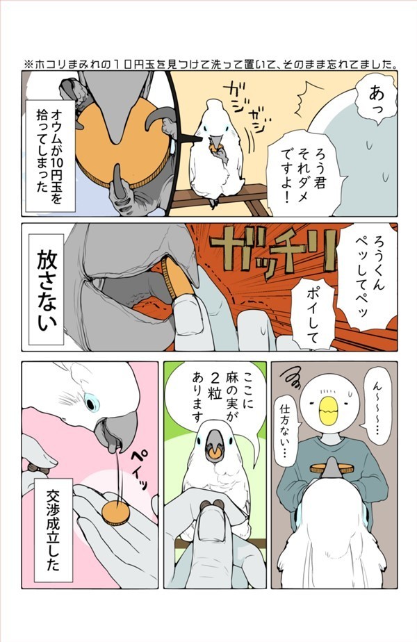 オウムは今日も考えている(1) 新連載スタート！ | マイナビニュース