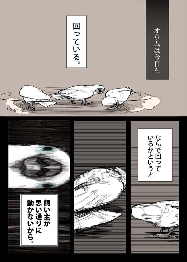 人気no 1 オウムは今日も考えている いたずらオウムの生活雑記4冊 漫画 Www Niter Edu