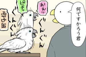 オウムは今日も考えている 第556回 愉快だけれど