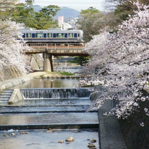 関西オモシロ鉄道の旅 第13回 2014年春、桜のある鉄道風景