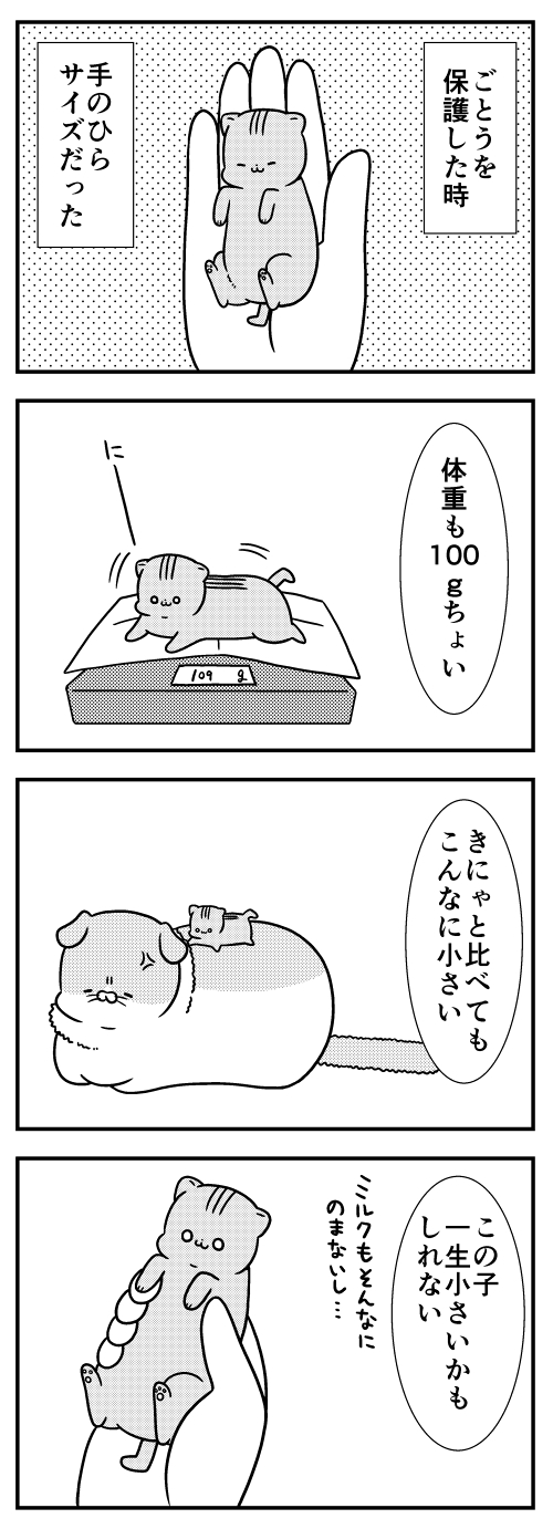 猫のきにゃと ごとうさん 199 予言 マイナビニュース