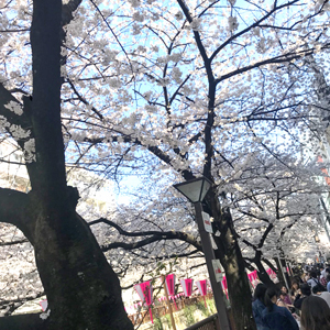 目黒川沿いでも楽しみました