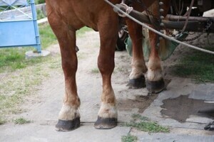 これな～んだ? わかればあなたも雑学王 第267回 【難易度2】馬や牛などの足先にある硬い"ツメ"の名前、知ってる? 