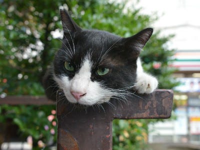 写真満載 様々な猫の柄をご紹介 1 ハチワレがかわいい 黒と白の二毛 はこんな猫 マイナビニュース