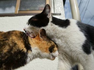 写真満載 様々な猫の柄をご紹介 1 ハチワレがかわいい 黒と白の二毛 はこんな猫 マイナビニュース