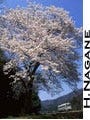 プロに学べ! 鉄道写真の撮り方 第13回 桜を主題にした鉄道風景写真