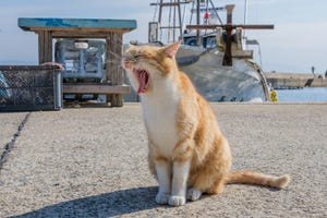 【クイズ】写真から消えたものを探せ 第4回 海辺であくびをする猫さん - 2枚目の写真で消えたものとは…!?