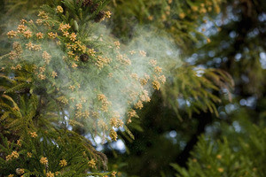 2019年こそ、花粉症に悩まない! 第7回 19年シーズンに試したい花粉対策、4位は対策費用が0円の……