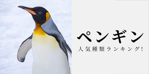 ペンギンの種類別人気ランキング! 種類別の特徴もご紹介。