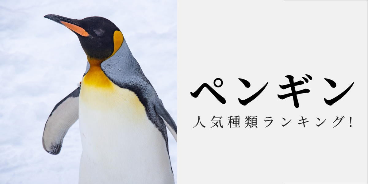 ペンギンの種類別人気ランキング! 種類別の特徴もご紹介。 | マイナビ 