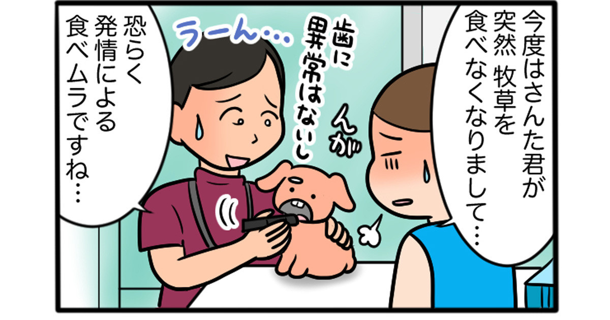 さんたとポレの後ろ足日記 うさぎの発情期問題が再び マイナビニュース